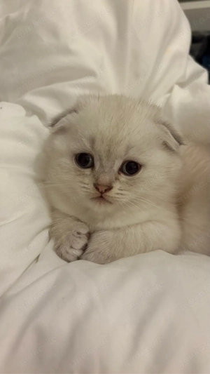 Süßes weißes Kätzchen sucht ein liebevolles Zuhause 