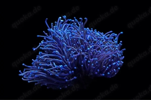 Euphyllia Glabrescens NY Nicks WYSIWYG