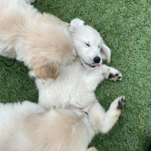 Golden Retriever Welpen zur Adoption.