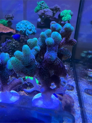 Seriatopora Caliendrum