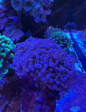 Euphyllia Paraancora Rosa 7 Köpfe