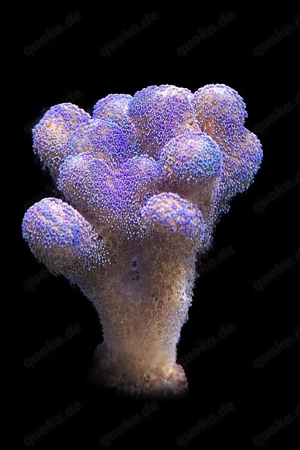 Stylophora Milka 10-15cm