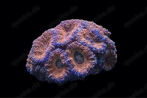 Acanthastrea Lordhowensis WYSIWYG