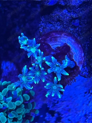 Clavularia sp. Bicolor 6-8 Polypen