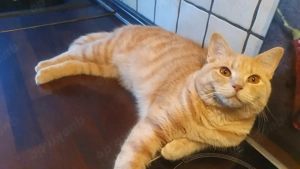 Bkh rot Orange kater