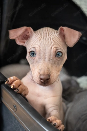 American Hairless Terrier Welpe aus Premiumzucht 