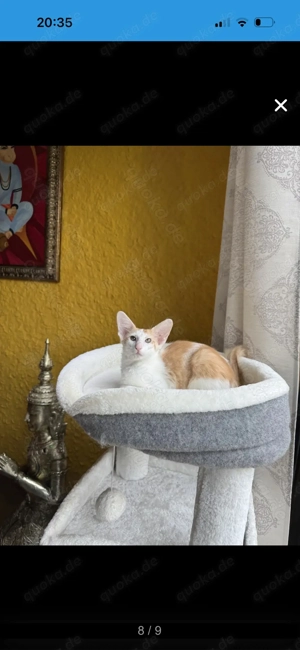 Achtung!! OKH Kitten aus Beckingen im Saarland!!