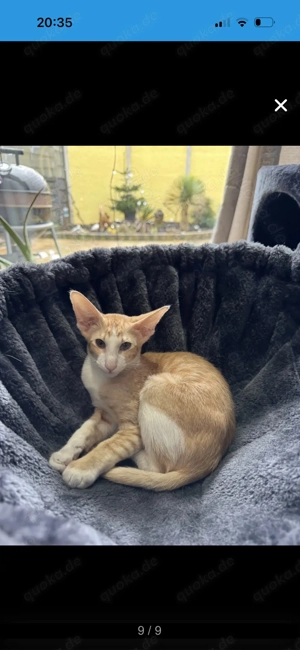 Achtung!! OKH Kitten aus Beckingen im Saarland!! Bild 2