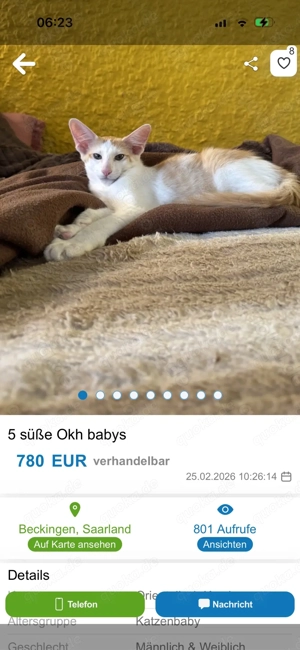 Achtung!! OKH Kitten aus Beckingen im Saarland!! Bild 3