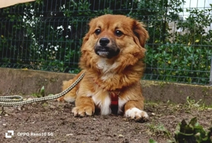 Die kleine HONEY   möchte endlich glücklich sein