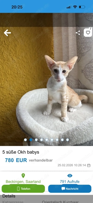 Achtung!! OKH Kitten aus Beckingen im Saarland!! Bild 8