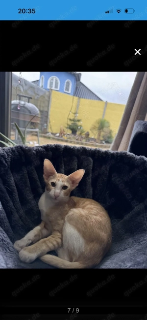 Achtung!! OKH Kitten aus Beckingen im Saarland!! Bild 7