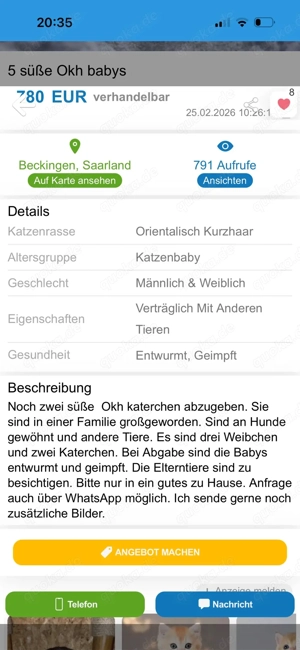 Achtung!! OKH Kitten aus Beckingen im Saarland!! Bild 6