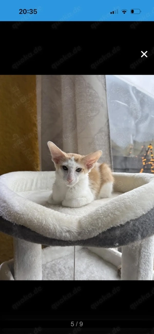 Achtung!! OKH Kitten aus Beckingen im Saarland!! Bild 5