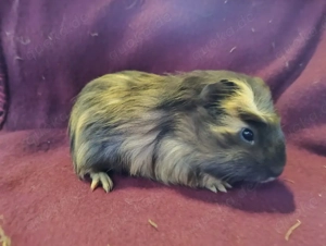 Meerschweinchen Böcke Glatthaar Männchen 