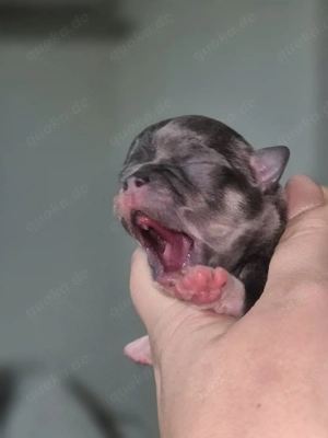 Wunderschöne reinrassige Chihuahua Welpen  Bild 2