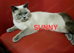 süße BKH - Bengal mix  Bild 8