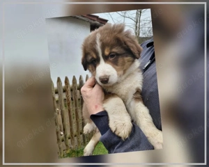 Wunderschöner Australian Shepherd Welpe