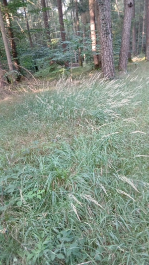 Suchen Haflinger  Pferd 