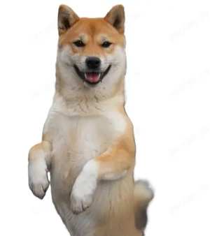  Vermittlung Shiba Inu Hündin Notfall
