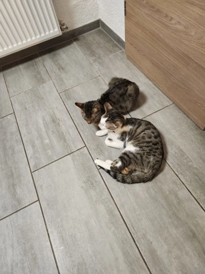 Liebevolle Katzen wegen Allergie in gute Hände abzugeben