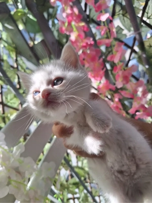 Baby Kitten Mix von Perser und Khao Manee