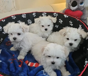 Wunderschöne kleinbleibende reinrassige Malteser Welpen 