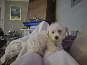 malteser welpen reinrassig abgabebereit 