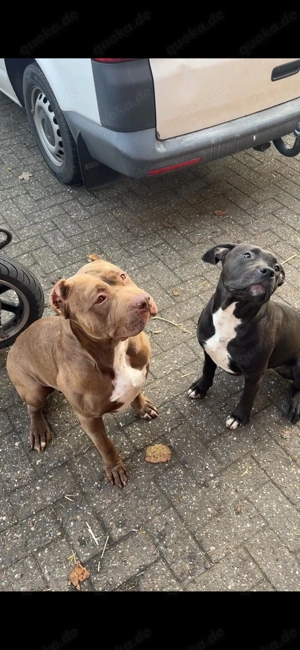 American bully von Hulk abzugeben 