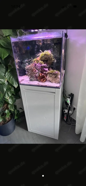 blue marine 125 Meerwasseraquarium meerwasser