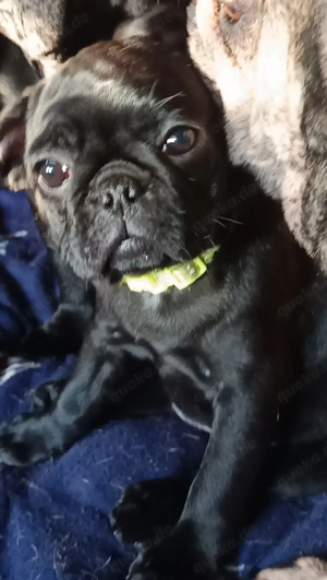 Kleine Welpen suchen ihr grosses Glück