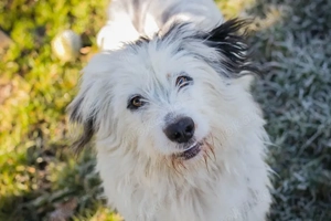 *GIZMO* - Der freundliche, soziale Junghund liebt die Menschennähe und lernt gerne und schnell