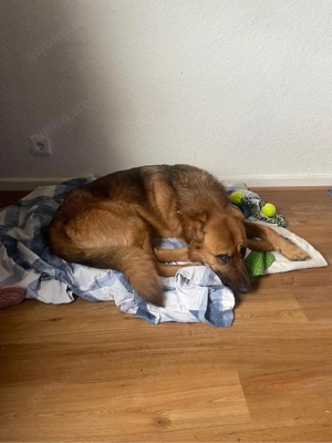 michlings rüde zu verkaufen