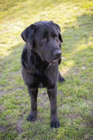 Chip-Nr. 257739 - Der soziale Rüde wird auf ein Leben in einer Menschenfamilie vorbereitet
