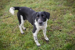 *LUCHO* - Ich bin freundlich, fröhlich, offen, sozial und leinenführig