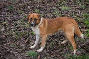 *BASCO* Der Rüde ist anfangs etwas zurückhaltend, dann aber offen und lieb, und er ist leinenführig