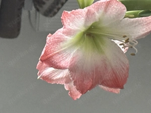 Affäre Bist du eine dicke geile Frau..?ob Single verheiratet Frau 