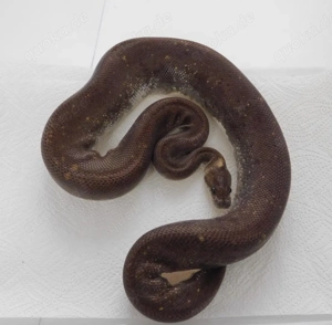 REDUZIERT! 3.1 (Sub)Adulte Königspython | Python regius | abzugeben! Lavender Albino Clown