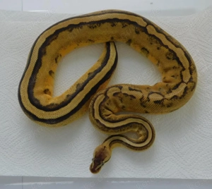 REDUZIERT! 3.1 (Sub)Adulte Königspython | Python regius | abzugeben! Lavender Albino Clown Bild 4