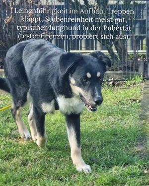 Sportlicher lieber Rüde 9 Monate