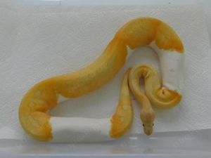 REDUZIERT! 3.1 (Sub)Adulte Königspython | Python regius | abzugeben! Lavender Albino Clown Bild 2