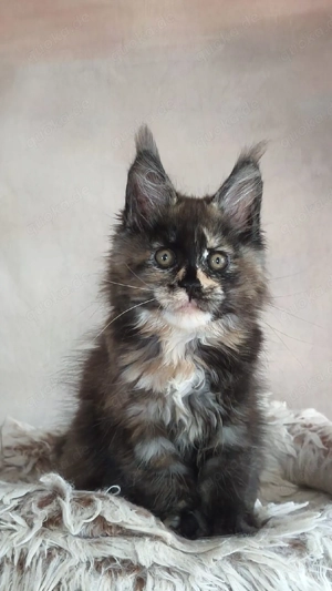 Maine Coon Kätzchen mit Stammbaum 