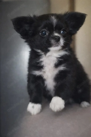 Chihuahua Langhaar hündin sucht Traumschloss 