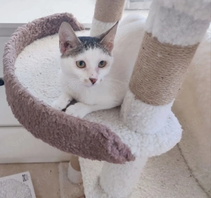 Kätzchen aus dem Tierschutz