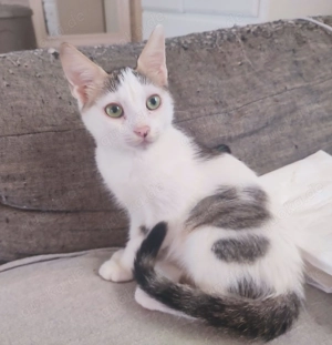 Kätzchen aus dem Tierschutz