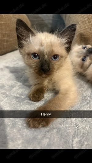 Siam Katzenbabys-Siam Kitten