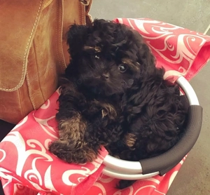 Entzückende Bolonka (russisch Tsvetnaya Bolonka   Bolonka Zwetna) bereit, ein neues Zuhause zu finde