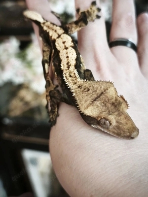 Correlophus ciliatus - Kronengecko 1.0