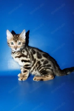 Mein Name ist Zara und ich bin ein bengalisches Mädchen.