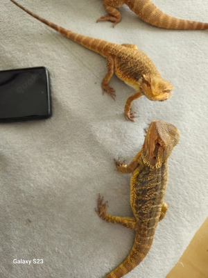 Bartagamen Weibchen (2 Jahre)   gesund !!! EINZELN ABZUGEBEN !!!!  je 100     